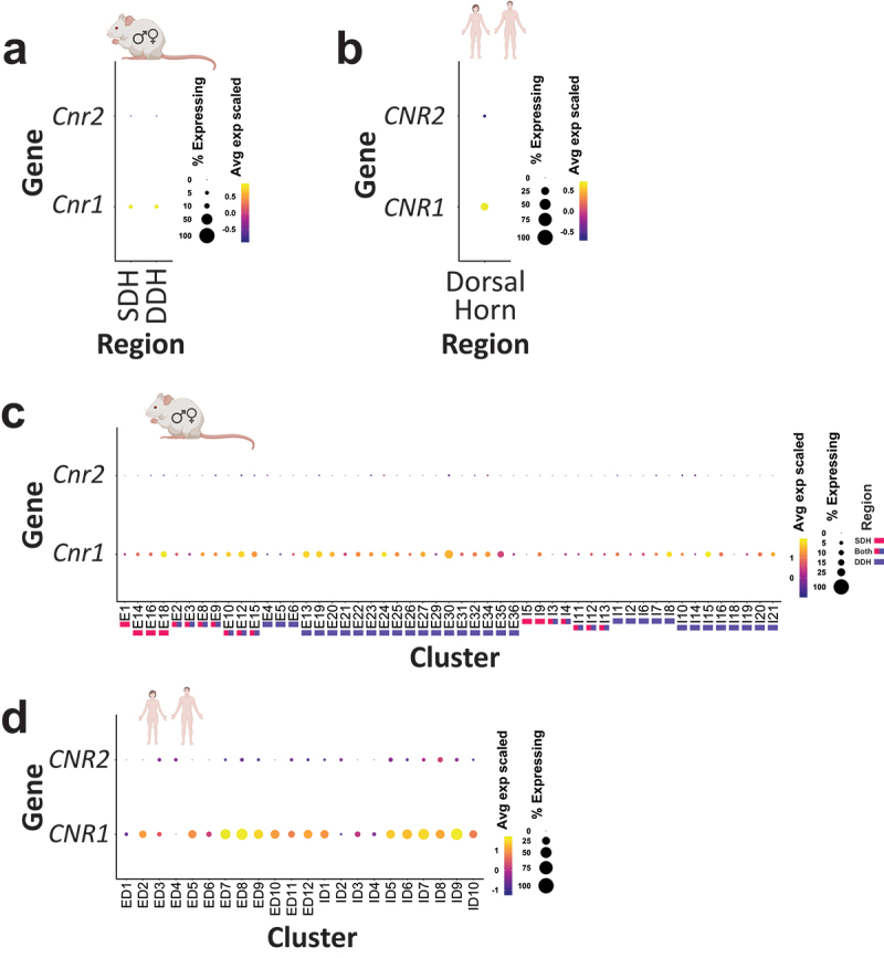 Single-cell/nucleus RNA sequencing of mouse and human spinal cord tissue reveals robust expression of the gene encoding CB1 (CNR1), but not CB2 (CNR2), in subsets of dorsal horn neurons. Dot plots showing the average expression and percent expressed for the genes encoding CB1 (CNR1) and CB2 (CNR2) in (A), (B) pooled and (C), (D) individual dorsal horn neuronal subpopulations from (A), (C) mouse36 and (B), (D) human37 single-cell/nucleus RNA sequencing data sets. The average expression is represented as the color of the dot and is a z-score scale of log10(CPM +1) counts. The percent expressed is represented by the size of each dot. Note the larger average expression of Cnr1 (CB1 transcript) in SDH neurons compared to DDH neurons in mice. The colored blocks underneath the neuronal clusters indicate whether it was categorized to consist of cells from the SDH, DDH, or both based on information from Russ et al.36 Small illustrative mouse and human icons were created using BioRender.