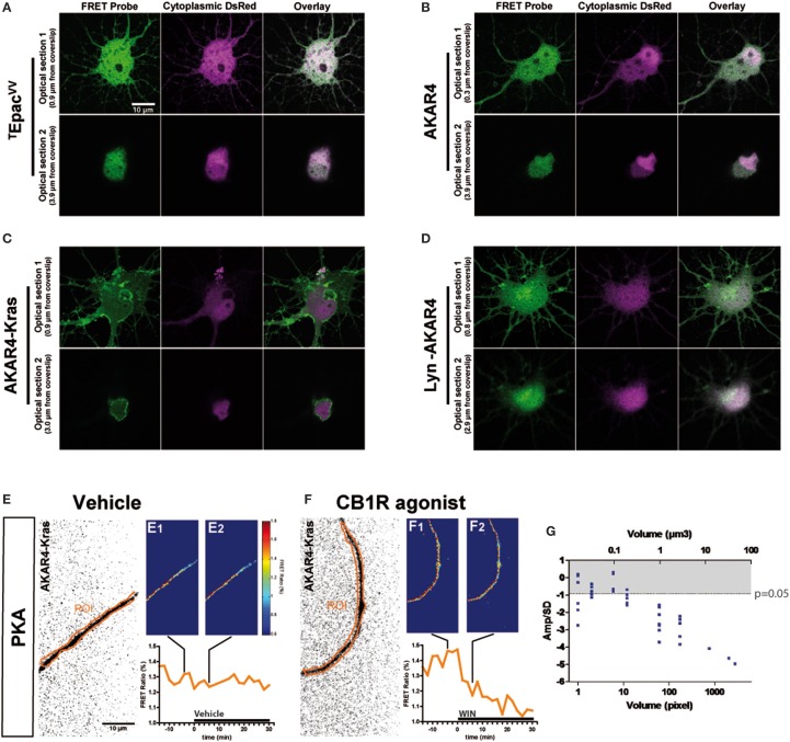 Quantitative measure of basal cAMP/PKA pathway modulation downstream of endogenous neuronal CB1Rs in small cytoplasmic volumes. (A–D) Cultured hippocampal neurons expressing soluble (cytoplasmic) DsRed2 and various FRET probes designed to measure cAMP concentration or PKA activity: TEpacVV (A), AKAR4 (B), AKAR4-Kras (C), LYN-AKAR4 (D). After fixation, confocal imaging at two different optical sections shows sub-cellular localization of the probes. AKAR4-Kras probes are well-localized to the plasma membrane in the somatodendritic region. (E,F) Modulation of basal PKA activity downstream of endogenous CB1Rs in axonal Regions of Interest (ROI) in AKAR4-Kras expressing neurons. The first image of the acquisition on YFP channel, inverted and with enhanced contrast for better visibility, is shown with the ROI (orange) (E,F). The mean FRET ratio is shown at 4 min (-t4) before (E1,F1) and at 6 min (t6) after (E2,F2) the addition of treatment at t0. Incubation with vehicle does not change the FRET ratio (E2) compared to baseline (E1) but addition of agonist WIN 55-212,2 (WIN) 100 nM induces a rapid FRET-ratio decrease (F2), as compared to baseline (F1). (G) Test of FRET imaging sensitivity by determining the smallest axonal cytoplasmic volume allowing the measurement of significant PKA activity decrease after WIN-induced activation of endogenous CB1Rs. We calculated the mean value of the FRET response amplitude normalized to baseline (Amp) and its standard deviation (SD), in different axonal ROIs, between t4 (4 min after drug treatment) and t14. The ratio of the FRET response amplitude to its standard deviation (Amp/SD) is represented in function of the volume (see text). The WIN effect is significantly different from control (modeled as an effect of Amp = 0 with the same standard deviation than the corresponding WIN-stimulated response) at the Amp/SD ratio equal to −0.91 (in gray, p < 0.05, Student's t-test, N = 10), which is reached starting from ~1 μm3 axonal volume. Data information: Scale bar: 10 μm (A–F).