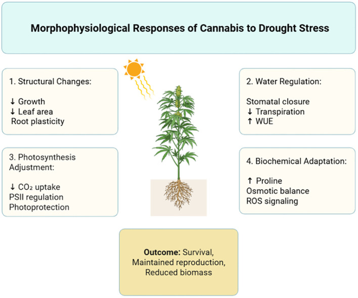 Infographic illustrating morphophysiological responses of cannabis to drought stress, including structural changes, water regulation, photosynthesis adjustment, and biochemical adaptation, with a central cannabis plant, sun icon, and outcome box stating survival, maintained reproduction, and reduced biomass.