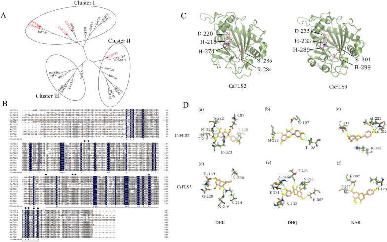 Catalytic characteristics of CsFLS. A Phylogenic analysis of CsFLS. The neighbor-joining method was used to construct this tree with 1000 replicate bootstraps using MEGA6.0. The CsFLSs characterized in this work are marked with red stars. Accession numbers of proteins from other plants are shown in Additional file 5. Table S4. B Sequence alignment of CsFLSs with functionally verified FLSs in Apiaceae. The proposed residues involved in binding the dihydroquercetin substrate are marked with circles. The conserved domain of 2-ODD was underlined. Inferred amino acids for binding the ferrous iron and 2-oxoglutarate (2-OG) were marked with pentagram and lozenge, respectively. C Predicted three-dimensional structures of CsFLS2 and CsFLS3. CsFLS2 binding sites for Fe2+ and 2-OG were H218, D220, and H274, and R284 and S286, respectively. Meanwhile, H233, D235, and H289, as well as R299 and S301 are the Fe2+ and 2-OG binding sites of CsFLS3, respectively. D Prediction of dihydrokaempferol (DHK), dihydroquercetin (DHQ), and naringenin (Nar) interacted with modeling CsFLS2 (a–c) and CsFLS3 (d–f) by docking simulation