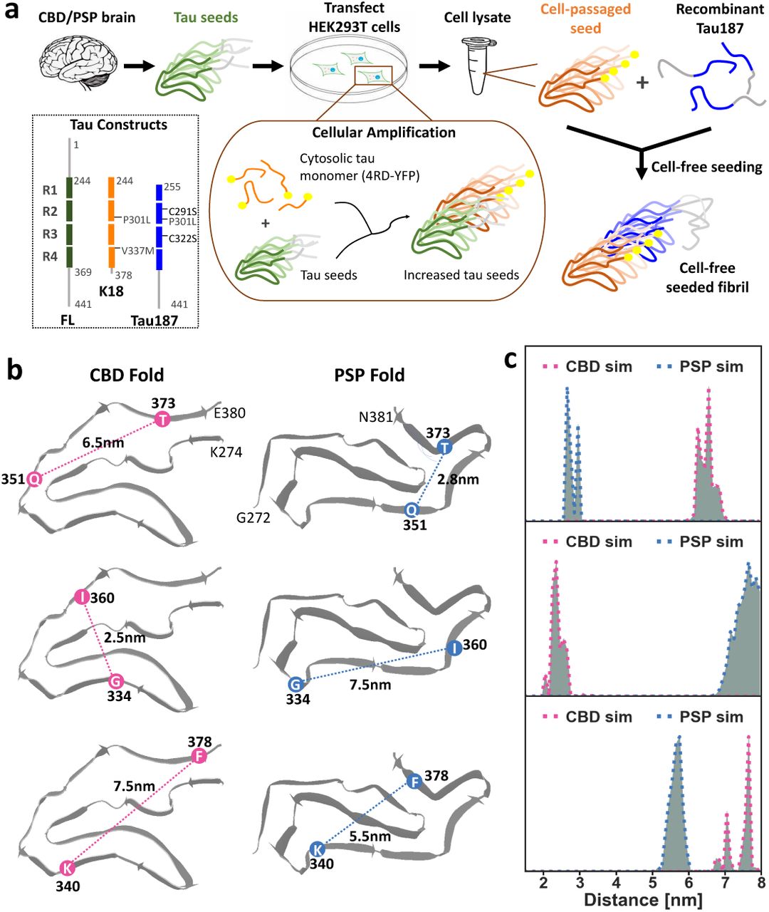 (a) Schematic of the cellular amplification of CBD and PSP patient samples followed by cell-free seeding of recombinant Tau187 using cell-passaged seeds. The inset shows the tau constructs used, including full-length 2N4R tau (FL, in green), Tau4RD (4RD, in orange), and Tau187 (in blue). (b) Schematics of the published CBD fold (PDB ID 6TJO) [21] and PSP fold (PDB ID 7P65) [19] with the three selected spin-label pairs: 351 & 373, 334 & 360, and 340 & 378. The mean distances between the spin-label pairs were measured directly in the PDB files, and are labeled within this figure. (c) Theoretical distance distributions simulated from the published cryo-EM structures of the CBD fold [21] and PSP fold [19] by the RotamerConvolveMD method [36] in the 2-8 nm range for the three spin-labeled pairs. The distance distributions across the spin-label pair at residues 351 & 373 are referred to as P(r, 351-373). The same rule applies to P(r, 334-360) and P(r, 340-378)