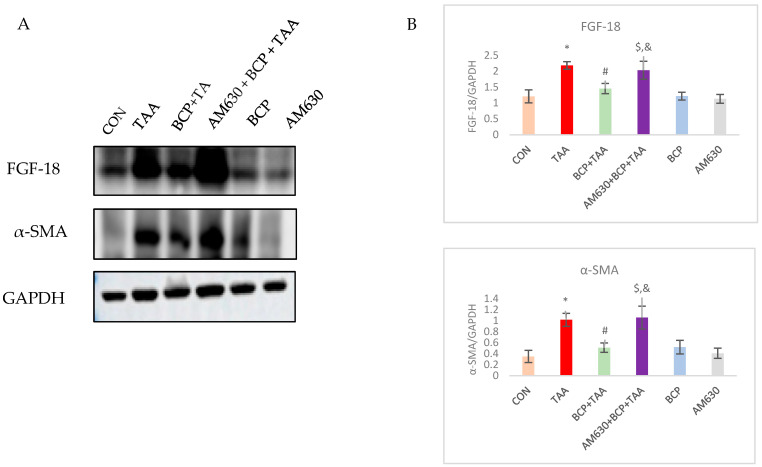 Expression of FGF-18 and α-SMA in liver tissue. (A) Western immunoblots of FGF-18 and α-SMA. (B) Corresponding densitometric quantification of their expression. Data is presented as mean ± SEM (n = 3). * p < 0.05 CON vs. TAA, # p < 0.05 TAA vs. BCP + TAA, $ p < 0.05 BCP + TAA vs. AM630 + BCP + TAA, & p > 0.05 (n.s.) AM630 + BCP + TAA vs. TAA (one-way ANOVA followed by DMRT). CON: Control, TAA: Thioacetamide, BCP: β-Caryophyllene, BCP + TAA: β-Caryophyllene + Thioacetamide treatment, AM630 + BCP + TAA: β-Caryophyllene + AM630 + Thioacetamide.