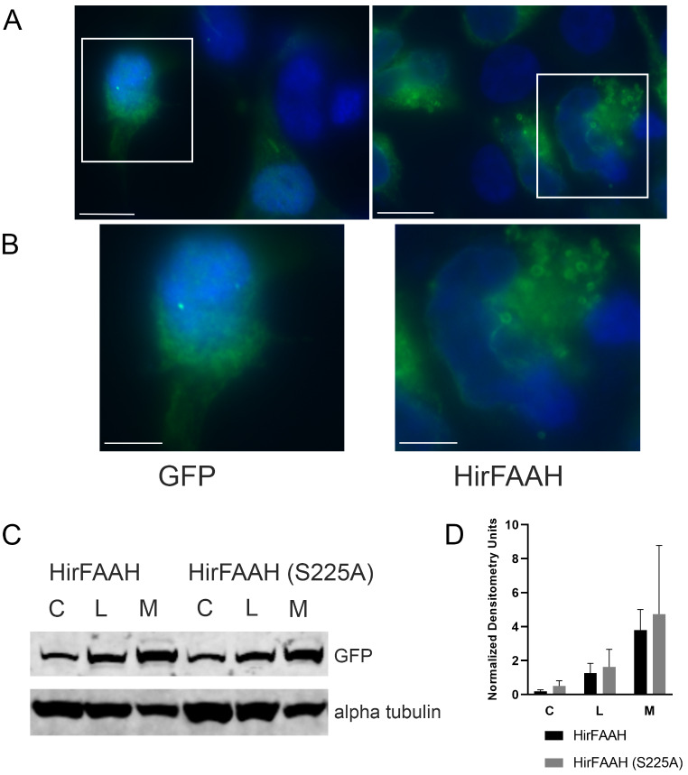 HirFAAH cellular localization. (a) The localization of GFP and HirFAAH in transfected 293HEK cells. Scale bars = 10 μm. (b) Inset from (a) showing the ring structures in the HirFAAH transfected cells that is not observed in the GFP controls. Scale bars = 5 μm. (C) Western blot analysis of whole cell lysate (L), cytoplasmic (c) and membrane (M) fractions of 293HEK HirFAAH and HirFAAH(S225A) expressing lysates. (d) Relative expression of the S225A mutant and wild type enzymes based on the quantification of the GFP protein band normalized to the loading control alpha tubulin