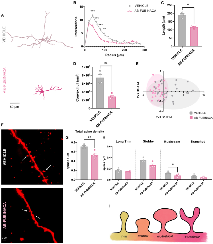 AB-FUBINACA treatment during adolescence induces alterations in dendritic arborization and dendritic spine density in the prefrontal cortex of adult femalesEffects of treatment with AB-FUBINCA or vehicle during adolescence in dendritic arborization (A-E) and dendritic spine density (F-I) in the prefrontal cortex of adult female mice.(A) Representative traces of reconstructed neurons in AB-FUBINACA or vehicle-treated female mice. Scale bar = 50 μm.(B) Sholl analysis represented by the number of intersections every 20 μm.(C) Total dendritic length.(D) Volumetric data of neuron dendrites in μm3.(E) Plot comparing the total number of reconstructed neurons (n = 6 neurons/mouse and n = 4 mice per group) across principal components PC1 and PC2.(F) Representative images of apical dendritic spines from AB-FUBINACA and vehicle treated female mice. Scale bar = 2 μm.(G) Total spine density of apical dendrites in AB-FUBINACA and vehicle treated female mice (n = 4–5 neurons/mouse and n = 4 mice per group).(H) Spine density grouped according to their morphological characteristics in apical dendrites.(I) Schematic representation of the morphological classification of the dendritic spines. Data are expressed as mean ± SEM. ∗p < 0.05, ∗∗p < 0.01 and ∗∗∗p < 0.001 (comparison between AB-FUBINACA and vehicle group; mixed-model ANOVA, interaction treatment x radius (B); Mann-Whitney U test (C); Student’s t test (D, G, H). PC principal components 1 and 2.