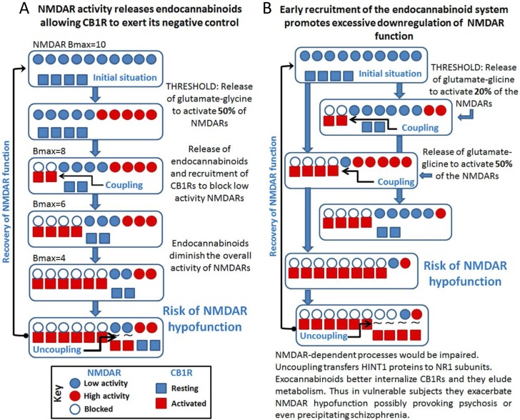 Cross-regulation between excitatory glutamate NMDAR signaling and the endocannabinoid system: Implications in psychosis and schizophreniaA. The activity of NMDARs demands endocannabinoid control via CB1Rs. B. Disproportionate endocannabinoid control could cause NMDAR hypofunction.