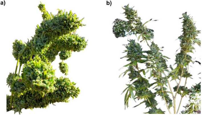 a Cannabis plant that experienced mainlining, resulting in increased cola count and overall yield, with enhanced biomass. b Cannabis plants without mainlining, inflorescences (buds) are smaller and less compact