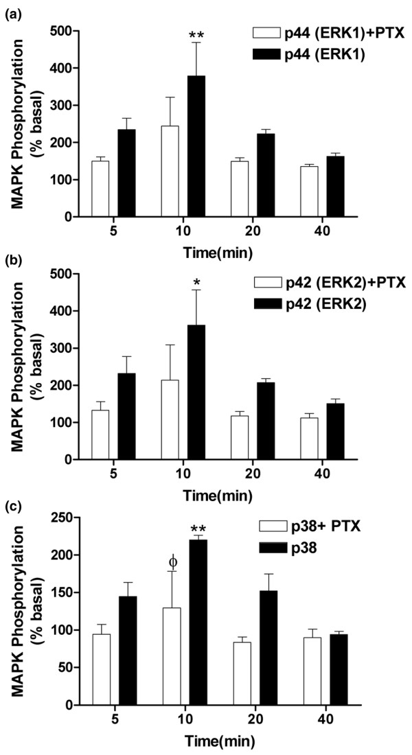 HU210 (1 μM) induces a time-dependent increase in (a) p44 (ERK1), (b) p42 (ERK2), and (c) p38 mitogen-activated protein kinase (MAPK) phosphorylation (filled bars) in fibroblast-like cells derived from the synovia of patients with rheumatoid arthritis or osteoarthritis compared with basal levels. Pre-incubation (20 hours) of cells with pertussis toxin (PTX) attenuated HU210-induced phosphorylation. Data are presented as mean percentage of unstimulated basal MAPK phosphorylation levels ± standard error of the mean (n = 3 synovia). Comparisons between groups were made using one-way analysis of variance. *P < 0.05, **P < 0.01 versus basal levels, φ P < 0.05 versus corresponding PTX-stimulated time point. ERK, extracellular signal-regulated kinase.