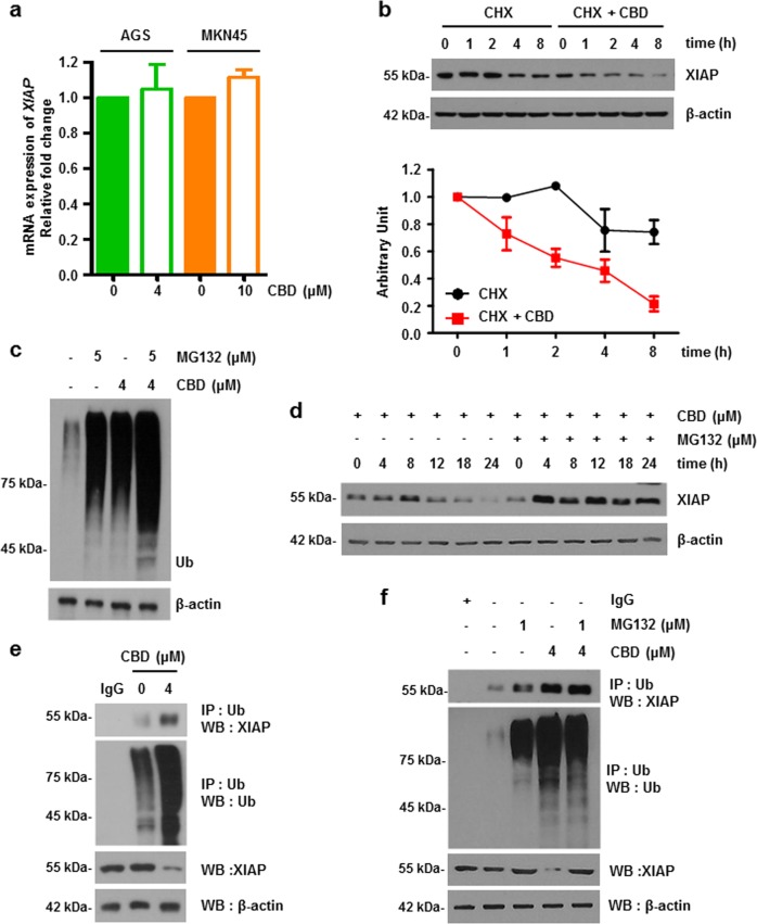 CBD reduces XIAP expression by increasing ubiquitination of XIAP via UPS.a Cells were treated with CBD for 24 h. Total mRNA was extracted from cells and mRNA levels of XIAP were assessed by qRT-PCR. b Effect of CBD on XIAP protein stability was determined by performing cycloheximide chase assay. AGS cells were treated with 4 μM CBD and 50 μg/ml cycloheximide at indicated times. Cell lysate was analyzed by western blot analysis. c AGS cells were pre-treated with 5 μM of MG132 then treated with 4 μM of CBD for 24 h. Ubiquitination was detected by immunoblotting. β-Actin was used as a loading control. d 4 μM CBD was treated for various time periods with or without MG132 and analyzed by western blotting. e AGS cells were treated with 4 μM of CBD for 24 h. Cell lysates were immunoprecipitated with IgG or anti-Ub antibodies and immunoblotted for XIAP. f AGS cells were non-treated or pre-treated with 1 μM of MG132 for 1 h and then treated with 4 μM CBD for 24 h. Cell lysates were immunoprecipitated with IgG or anti-Ub antibodies and immunoblotted for XIAP. e The interaction between XIAP and Smac was assessed by Co-IP analysis