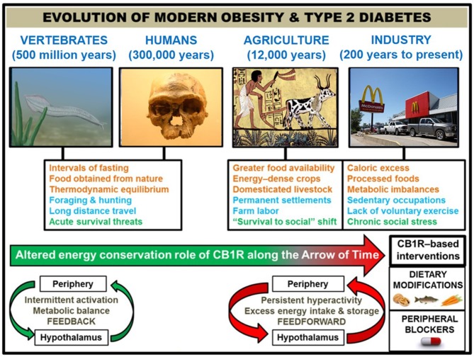 Correlation of human societal transitions with fundamental alteration of eCB/CB1R system's energy conservation function. Upon their initial appearance in the fossil record circa 300,000 years ago (22), anatomically-modern Homo sapiens existed in primitive hunter-gatherer societies characterized by nomadism and obtaining nourishment directly from nature. This lifestyle was likely characterized by repeated bouts of strenuous physical activity, dietary patterns which properly regulated weight at the metabolic set point, and acute stressful situations such as natural predators or extreme cold weather. The Agricultural Revolution (beginning ~12,000 years ago) eliminated many unpredictable aspects of this lifestyle that, although subject to individual variations between species, were largely preserved across 500 million years of vertebrate evolution that began with primitive chordates such as the pictured Pikaia gracilens. Elaborate social networks and division of labor permitted the widespread abundance of energy-dense foods from animals (e.g., livestock meat and dairy) and plants (e.g., grains and potatoes). Stress became less focused on survival and more on social situations. Although the nomadic lifestyle went largely extinct, the majority of the human population has been engaged in farm labor for much of recorded history [e.g., 90% of population during Medieval Period were rural peasants (23)]. The dominance of agriculture gave way to industrialization and urbanization starting in the 1800s, and this movement has considerably shaped the present-day living conditions within developed countries. Technological advances have dramatically altered diet (shift from natural to processed foods and metabolic imbalances like leptin/insulin resistance, skewed omega 3 to omega 6 ratio, and high glycemic load), exercise (mechanized transport and sedentary occupations removed impetus for voluntary physical activity), and stress (chronic psychosocial/emotional stressors). In order to impede human metabolic disease, it is proposed that interventions centered on the eCB/CB1R system (e.g., omega-3 fatty acid supplementation, consumption of natural product CB1R inhibitors, and a pharmacological CB1R antagonist) represent efficacious strategies grounded in the context of biological evolution. Studies of animal models and humans suggest that hyperactive CB1R signaling, maintained in and among peripheral organs and integrated by the hypothalamus, is a mechanistic culprit behind the astronomical rise in obesity/T2D since the dawn of technologically advanced societies. CB1R signaling would have functioned as an efficient regulator of energy balance and metabolism in an environment of regular physical activity and irregular, low energy density feedings. However, the introduction of a more “cushioned” lifestyle, buffered from the laws of natural selection, rendered the peripheral eCB energy integration system “vestigial” beginning in the Agricultural Revolution. It was not until widespread industrialization that the character of eCB/CB1R signaling across the brain-gut axis became a pathologically overactive feed-forward mechanism, driven by the availability of energy-dense food and lack of regular exercise.