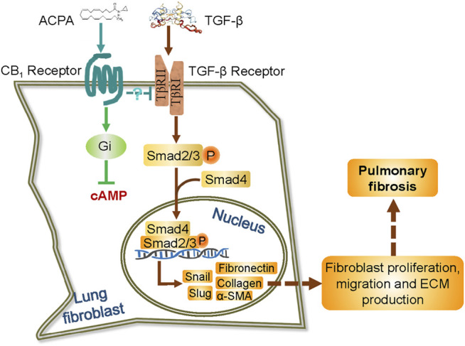 Schematic representation of the possible mechanism by which ACPA inhibits pulmonary fibrosis via TGF-β-Smad2/3 signaling-mediated lung fibroblast activation. TGF-β signals are transduced by TGF-β receptor, a TβRI, and TβRII heterodimeric receptor. TGF-β binding to and activating the TGF-β receptor results in the phosphorylation of transcription factors Smad2 and Smad3. The phosphorylated Smad2 and Smad3 then combine with Smad4 in the cytoplasm, and translocate to the nucleus to induce gene transcription, including transcription factor snail and slug and the subsequent unremitting expression of ECM proteins. ACPA selectively binds to and activates CB1R of lung fibroblasts, which downregulates TGF-β–Smad2/3 signaling and lead to blockage of ECM production/deposition triggered by TGF-β, by an unknown Gi signaling-independent way.
