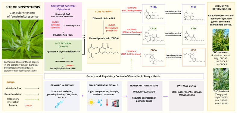 Biosynthetic pathway and regulatory network of cannabinoids in Cannabis sativa L. Cannabinoid biosynthesis occurs in the secretory cells of glandular trichomes on female flowers. The pathway begins with two parallel routes: the cytosolic polyketide pathway, in which hexanoyl-CoA and malonyl-CoA are converted to olivetolic acid (OLA) by olivetol synthase (CsOLS), and the plastidial MEP pathway, which converts pyruvate and glyceraldehyde-3-phosphate into isopentenyl diphosphate (IPP) and dimethylallyl diphosphate (DMAPP). These intermediates are condensed by geranyl diphosphate synthase (CsGPPS) to produce geranyl diphosphate (GPP). OLA and GPP are then combined by the prenyltransferase CsGOT to form cannabigerolic acid (CBGA), the common precursor of major cannabinoids. CBGA is subsequently converted into tetrahydrocannabinolic acid (THCA), cannabidiolic acid (CBDA), and cannabichromenic acid (CBCA) by CsTHCAS, CsCBDAS, and CsCBCAS, respectively. These acidic cannabinoids are decarboxylated by heat or light to produce the neutral cannabinoids THC, CBD, and CBC. Cannabinoid biosynthesis is regulated by genetic variation, environmental conditions, and transcription factor families, including WRKY, MYB, and AP2/ERF. Scale bar = 5 mm. The figure was designed and assembled in Canva (v1.122.0.0), and the chemical structures were generated using the RCSB Chemical Component Sketch Tool.