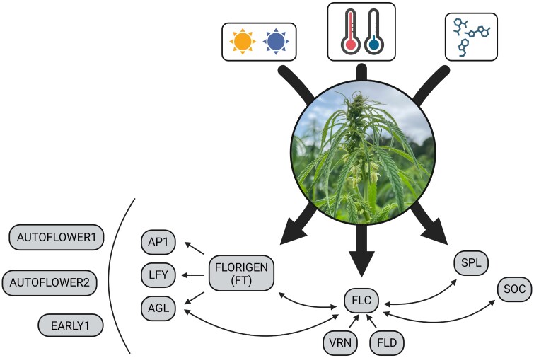 Representation of the major hemp flowering pathways (photoperiod-dependent, temperature-dependent, and endogenous) and the main genes involved in those pathways, based on genetic knowledge on flowering regulation for both hemp and other plant species. These genes represent interesting targets for hemp improvement. Arrows between genes indicate known genetic interactions among them. AP1, Apetala1, LFY, Leafy, AGL, Agamous-like protein; FT, Flowering locus T (or Florigen); FLC, Flowering Locus C; VRN, Vernalization; FLD, Flowering Locus D; SPL, Squamosa Protein-like; SOC, Suppressor of Overexpression of Constans 1.