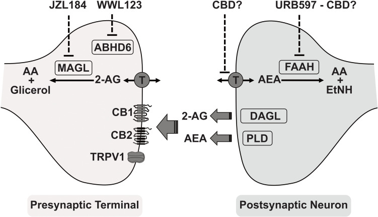 A simplified view of the endocannabinoid system and its main components. Endocannabinoids: Arachidonoylethanolamide (AEA, anandamide) and 2-arachidonoylglicerol (2-AG). Synthesizing enzymes: Diacylglycerol lipase (DAGL) and phospholipase-D (PLD). Membrane transporter (T). Cannabidiol (CBD) as inhibitor of anandamide reuptake and hydrolysis. Hydrolyzing enzymes: Monoacylglycerol lipase (MAGL), alpha/beta-Hydrolase domain containing 6 (ABHD6), and fatty acid amide hydrolase (FAAH). Enzymes inhibitors: JZL184 irreversible inhibitor for MAGL, URB597 relatively selective inhibitor of FAAH, WWL123 inhibitor of ABHD6. Receptors: cannabinoid type-1 (CB1), cannabinoid type-2 (CB2), and transient receptor potential vanilloid-1 (TRPV1). AEA metabolites: arachidonic acid (AA) and ethanolamide (EtNH). 2-AG metabolites: arachidonic acid (AA) and glicerol.