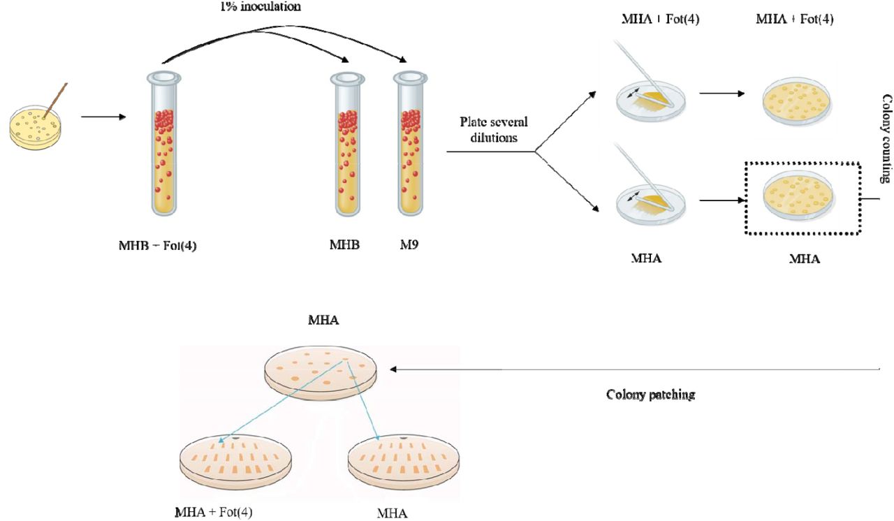 Colony counting and colony patching to determine the rate of plasmid loss. MHB: Muller-Hinton broth, MHA: Muller-Hinton agar, MHA + Fot(4): Muller-Hinton agar supplemented with cefotaxime (4 mg/L), M9+: defined medium (liquid).