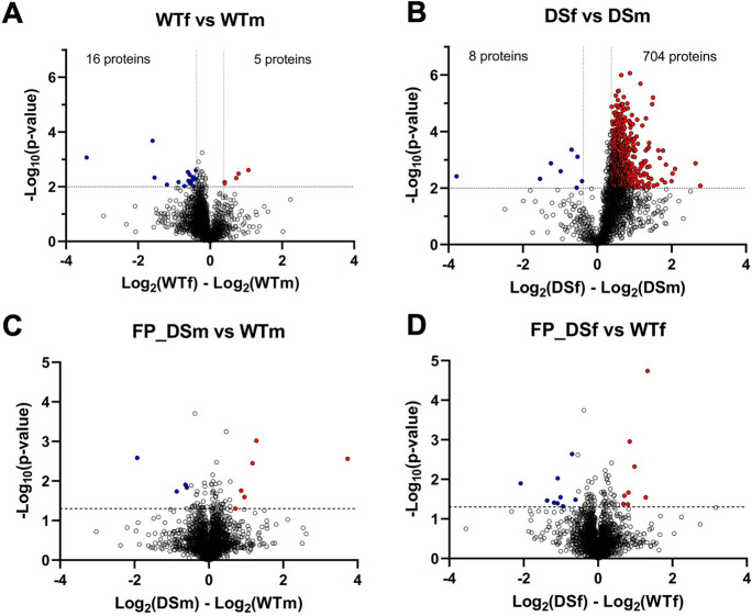 Total proteome comparison of wild-type vs. DS brains: analysis of potential sex differences. A Comparison of male vs. female wild-type mice; B comparison of male vs. female DS mice; C comparison of male wild-type mice (WTm, n = 3) vs. male DS mice (DSm, n = 3); D comparison of female wild-type mice (WTf, n = 3) vs. female DS mice (DSf, n = 4). Volcano plot of log2-transformed ratio (fold change) against the negative log10 of the p value calculated using Welch’s test. Horizontal gray line denotes p value cut-off of 0.01