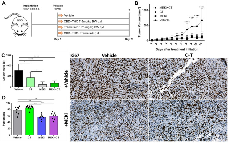 Cannabinoids and commonly used targeted therapy significantly reduce tumour volume in vivo. (A) Schematic outline of the in vivo procedure. Briefly, 1 × 106 A2058 cells were injected in NOD.Cg-Prkdcscid Il2rgtm1Wjl/SzJ (NSG) mice and grown until the tumour was palpable but not longer than two weeks. Eight mice were allocated to each group. Group one was treated with vehicle, group two with the combination of CBD and THC in a 1:1 ratio (C + T), group three with the commonly used targeted therapy agent trametinib (MEKi) and group four with all three drugs together (MEKi + C+T). Mice were treated with the allocated treatment (s.c.) every day, sacrificed on day 21 after treatment initiation and tumours were excised for further analysis. (B) Tumours were measured every day with a caliper and tumour volume was calculated using the following formula: Volume = 0.5 × (length × width2) [16]. (C) Ex vivo tumour weight was determined on day 21. (D) Tumours were immunohistochemically stained for the proliferation marker Ki67. Data are presented as mean ± SD; ns = not significant; * = p < 0.05; ** = p < 0.01; *** = p < 0.001 and **** = p < 0.0001.