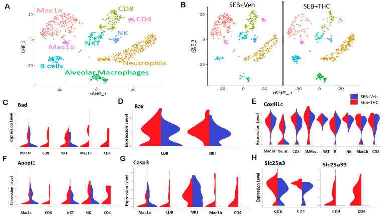 Single-cell RNA sequencing of the lungs reveals that THC upregulates genes associated with apoptosis in SEB-challenged mice. Mice were treated with SEB+Veh or SEB+THC, as described in the Figure 1 legend. (A): scRNA-seq t-Distributed Stochastic Neighbor Embedding (tSNE) colored by cell type. (B): scRNA-seq tSNE split by sample ID and colored by cell type. (C): Violin plots of Bad expression amongst the clusters in SEB+Veh vs. SEB+THC. (D): Violin plots of Bax expression amongst the clusters in SEB+Veh vs. SEB+THC. (E): Violin plots of the Cox4i1c expression amongst the clusters in SEB+Veh vs. SEB+THC. (F): Violin plots of the Apopt1 expression amongst the clusters in SEB+Veh vs. SEB+THC. (G): Violin plots of the Casp3 expression amongst the clusters in SEB+Veh vs. SEB+THC. (H): Violin plots of Slc25a3 and Slc25a39 in CD8+ and CD4+ T cells.