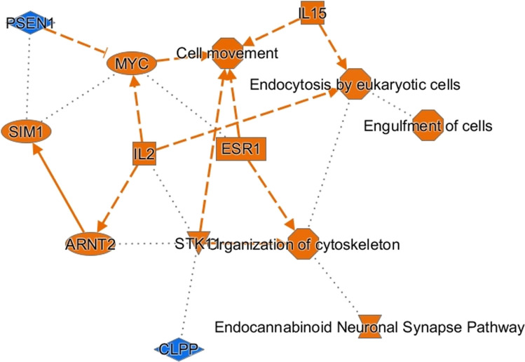Synopsis originated by the IPA core analysis of differentially expressed proteins derived by comparing CLA vs PU. The graphical summary includes canonical pathways (endocannabinoid neuronal synapse pathway), upstream regulators (CLPP, ARNT2, STK11, SIM1, IL2, ESR1, MYC, IL15, and PSEN1), and biological functions (organization of cytoskeleton, engulfment of cells, endocytosis by eukaryotic cells, and cell movement). The orange color suggests activation whereas the blue color suggests inhibition. CLPP, ATP-dependent Clp protease proteolytic subunit, mitochondrial; ARNT2, aryl hydrocarbon receptor nuclear translocator 2; STK11, serine/threonine protein kinase 11; SIM1, single-minded homolog 1; IL2, interleukin 2; ESR1, estrogen receptor; MYC, Myc proto-oncogene protein; IL15, interleukin 15; PSEN1, presenilin-1