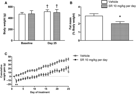 (mRen2)27 rats treated with chronic CB1 receptor blockade maintained similar raw body weight (A), but had significantly lower fat mass (B) and gained significantly less weight over the treatment period (C). Fat mass reflects the sum of white adipose tissue collected after animals were sacrificed on Day 28 and expressed as percent of body weight. †P < 0.001 versus respective baseline values; *P < 0.05 versus Vehicle group; **P < 0.01; §P < 0.0001; n = 6–8.