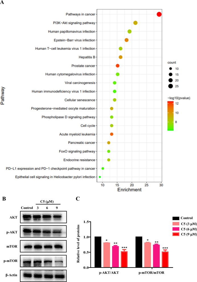 Effect of C5 on PI3K/Akt signaling pathway. A Prediction pathways of C5 based on KEGG analysis; B The changes of proteins expression in HCT116 cells treated with DMSO (control), 5-FU (12 μM) or C5 (3 μM, 6 μM, and 9 μM) for 48 h by western blotting analysis; C Relative levels of proteins were determined (mean ± SD, n = 3), *Compared with the control group, *p < 0.05, **p < 0.01, ***p < 0.001