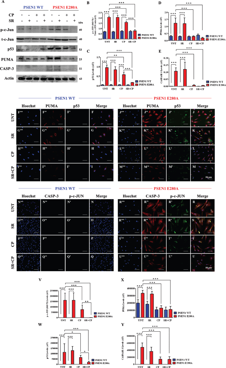 CP55940 reduced the activation of p53, PUMA, c-Jun, and caspase-3 independent of CB1Rs signaling in PSEN1 E280A ChLNs. After 7 days of transdifferentiation, WT PSEN1 and PSEN1 E280A ChLNs were left Untreated or treated with SR, CP, or SR + CP in regular culture medium for 4 days. After this time, the proteins in the extracts were blotted with primary antibodies against phosphorylated c-Jun (p-c-JUN)/total c-Jun, p53, PUMA, caspase-3 (CASP-3) and actin proteins. The intensities of the western blot bands shown in (A) were measured (B-E) by an infrared imaging system (Odyssey, LI-COR), and the intensity was normalized to that of actin. Additionally, cells were double-stained as indicated in the figure (F-U) with primary antibodies against p53 (green; F’-M’), PUMA (red; F”-M”), c-JUN (green; N’-U’), and CASP-3 (red; N”-U”). The nuclei were stained with Hoechst 33342 (blue; F”’-U”’). V-X) Quantification of c-JUN (V), p53 (W), PUMA (X), and CASP-3 (Y) fluorescence intensity. Data are expressed as the mean±SD; *p < 0.05; **p < 0.01; ***p < 0.001. The blots and figures represent 1 out of 3 independent experiments. Image magnification, 200×.