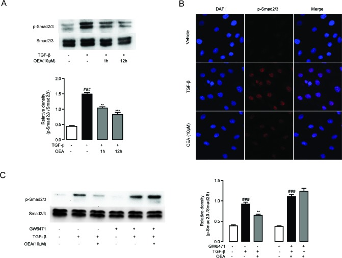 Inhibitory effect of OEA on TGF-β1-dependent Smad2/3 phosphorylation in vitro was mediated by PPAR-αA. CFSC cells were treated with TGF-β1 (5 ng/mL) for 30 min after 1 h or 12 h OEA (10 μM) treatment, Smad2/3 phosphorylation was analyzed by Western Blot. B. CFSC cells were treated with TGF-β1 (5 ng/mL) for 30 min after 1 h OEA (10 μM) treatment, phosphorylation of Smad2/3 was analyzed by Immunofluorescence staining. C. CFSC cells were treated with TGF-β1 (5 ng/mL) for 30 min after 1 h OEA (10 μM) treatment in the absence or presence of GW6471 (10 μM). Data are shown as means ± s.e.m of three independent experiments. ### P < 0.001, ** P < 0.01, *** P < 0.001.