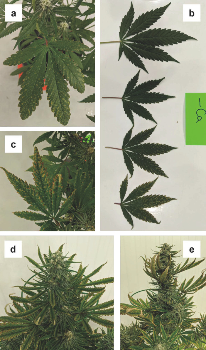 Progression of calcium (Ca) deficiency, (a) starting on lower fan leaves in week three, with severity of symptoms being concentrated near leaf margins (b). By week five there was general leaf margin necrosis on lower fan leaves (c) an upper fan and sugar leaves started to show symptoms (d). By week six, the majority of fan and sugar leaves showed characteristic leaf margin necrosis and upper leaves were curled upwards (e).