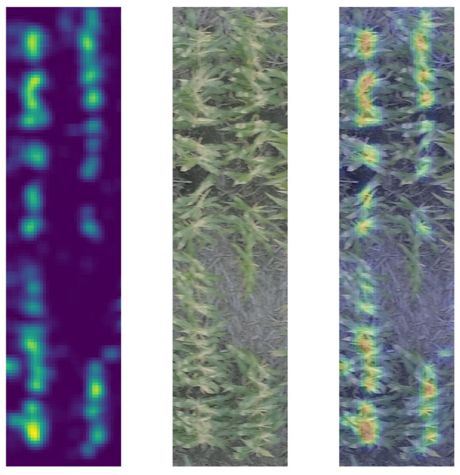 Heat maps for a test case. In the left panel is the heat map, in the middle panel is the original unfiltered image of the test case, and in the right panel is the heatmap superimposed on the original image of the test case. Warm-colored pixels indicate that TasselNet has detected the presence of tassels in the region covered by those pixels. Increase in the warmth of the color, from yellow to red, indicates that TasselNet predicts a higher density of tassels in the corresponding region. The cooler color indicates the sparsity of tassels as predicted by TasselNet. Blue pixels indicate that TasselNet has failed to detect the occurrence of tassels in the corresponding region.
