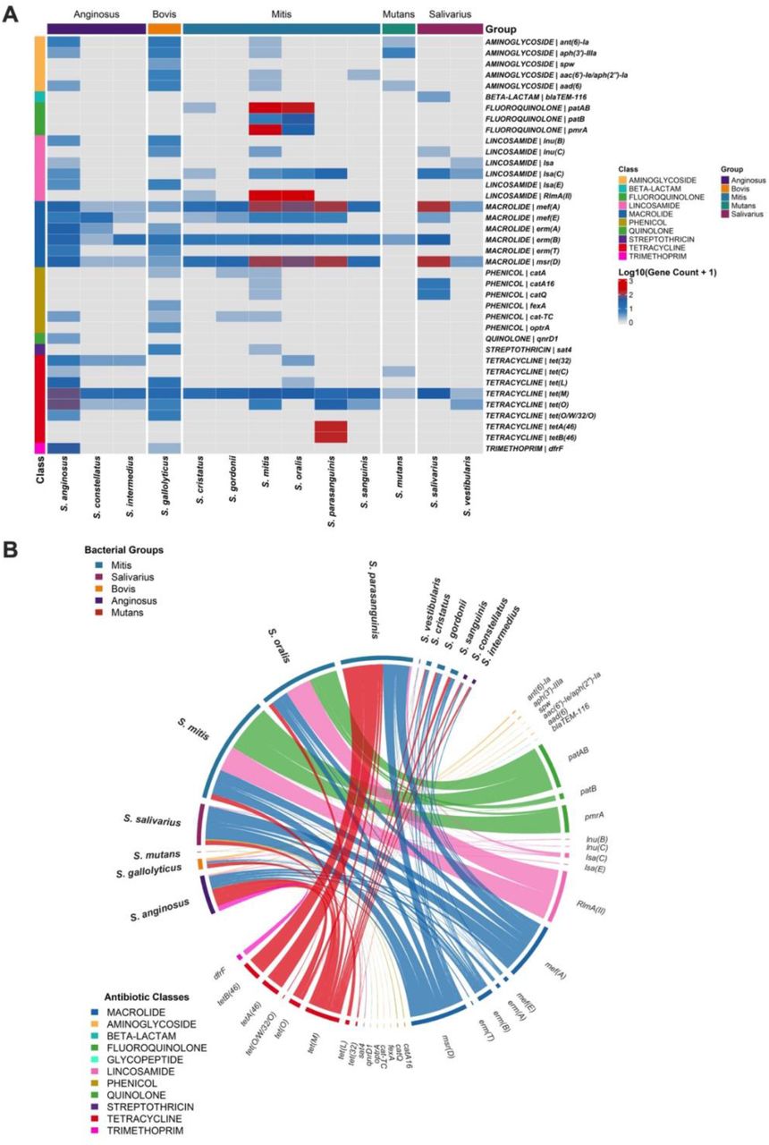 Antibiotic resistance gene distribution across oral streptococci included in this study. (A) Heatmap showing the distribution of ARGs across anginosus, bovis, mitis, mutans and salivarius groups. Each row represents a specific gene detected by AMRFinderPlus and/or CARD. Genes are grouped by antibiotic class, and each column represents a species. Colors intensity shows gene count in log10 scale. Genes with a count lower than two were excluded. (B) Chord diagram showing the associations between oral streptococci and resistance genes. Bacterial species were categorized into five phylogenetic groups and individual ARGs are color-coded by their associated antibiotic class. Bandwidth represents the frequency and association of the ARGs within bacterial group. Genes with a count lower than two were excluded.