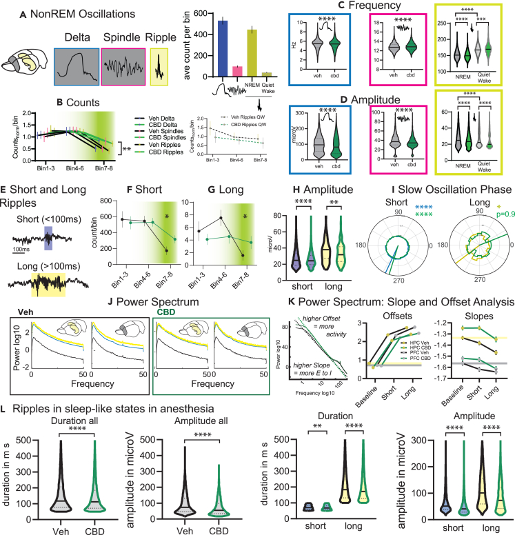 NonREM Oscillations(A) Cortical delta and spindles (both NonREM), and hippocampal ripples (NonREM and quiet wake in the sleep box) were detected. On the right, average counts per bin (types F3,273 = 121.6 p < 0.0001).(B) Counts for all types normalized by their average. There was a significant treatment and time interaction (treat F1,30 = 5.2 p = 0.029, bin F2,40 = 30.9 p < 0.001, treat X bin F2, 60 = 4.7 p = 0.012 all other p > 0.75). This was not seen for quiet wake ripples (p > 0.6).(C and D) From left to right for delta, spindle and ripple the intrinsic frequency (C) and amplitude (D) for all events (bin1-8). Delta and NonREM ripples were slower and smaller, spindles faster and smaller (all K-S D, p < 0.0001). Interestingly, quiet wake ripples were smaller but faster.(E) Examples of short and long ripples.(F and G) Counts for (F) short and (G) long ripples.(H) Amplitudes.(I) Slow oscillation phase, all short ripples were locked but for long ripples only in vehicles significant locking was seen.(J) Power spectrum for vehicle and CBD, always left for hippocampus and right for prelimbic cortex. Of note, in Veh there was more power for long than short ripples especially in the prelimbic cortex. This was not seen in CBD. (full model without baseline long/short F1, 2792 = 86.4 p < 0.001, HPC/PFC F1, 2792 = 302.9 p < 0.001, treat F1, 2792 = 31.8 p < 0.001, long/shortXHPC/PFC F1, 2792 = 8.2 p = 0.004, long/shortXtreat F1, 2792 = 11.1 p < 0.001 other interactions p > 0.5; only vehicle long/shortXHPC/PFC F1, 1596 = 7.3 p = 0.007 only CBD long/shortXHPC/PFC F1, 1196 = 2.1 p = 0.14).(K) Slope and Offset Analysis from left to right: how slopes and offsets are calculated, offset and slopes for ripple types and random selected baseline. Lines indicate vehicle baseline levels. Offsets: events F2, 3588 = 1592 p < 0.0001, treatment F1, 3588 = 63.15 p < 0.0001, events X treatment F2, 3588 = 4.5 p = 0.011, brain area X treatment F1, 3588 = 5.0 p = 0.026. Slopes: event F2, 3588 = 24.6 p < 0.0001, brain area F1, 3588 = 397.5 p < 0.0001, treatment F1, 3588 = 47.3 p < 0.0001, brain area X type F1, 3588 = 6.2 p = 0.0127 other p > 0.27).(L) Ripples detected in sleep-like states in anesthesia (n = 9 and 10 for Veh and CBD respectively). After CBD ripples were shorter and smaller and even after split into short and long ripples this effect remained the same for both types (Duration short K-S p = 0.0013 all other K-S D p < 0.0001), ∗∗p < 0.01, ∗∗∗∗p < 0.0001.