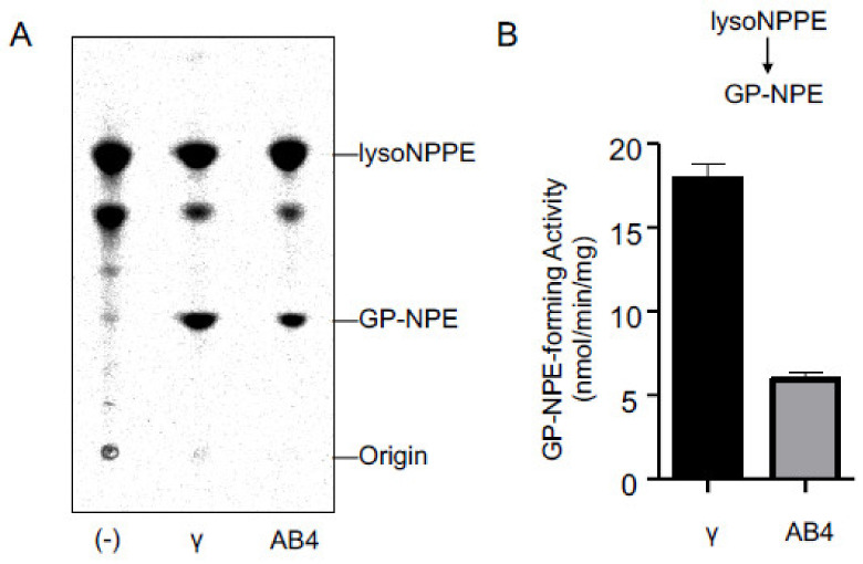 Reactivity of cPLA2γ and ABHD4 with lysoNAPE. The purified cPLA2γ and ABHD4 (AB4), as well as buffer alone (-) were allowed to react with N-[14C]palmitoyl-lysoPE (lysoNPPE), and the products were then analyzed by TLC (A). The positions of the origin and authentic compounds are shown. The GP-N-[14C]palmitoylethanolamine (GP-NPE)-forming activity is shown (mean values ± S.D., n = 3) (B).