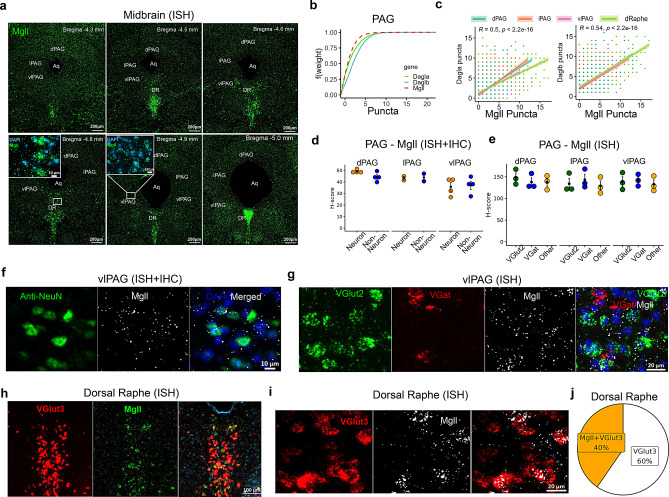 Spatial distribution of 2-AG metabolizing enzyme transcripts in the midbrain, periaqueductal gray (PAG) and dorsal raphe (DR). (a) ISH distribution of Mgll in the rostro-caudal extent of the PAG and DR, with insets showing predominance of Mgll in DAPI+ cells in the DR compared to the ventrolateral PAG (vlPAG). (b) Empirical cumulative distribution function (ECDF) of 2-AG synthesizing and hydrolyzing enzyme puncta counts in the PAG shows Daglb > Dagla > Mgll. (c) Correlation between 2-AG synthesizing enzymes (Dagla or Daglb) and 2-AG hydrolyzing enzyme (Mgll) puncta counts in different subdivisions of the PAG and DR. (d) Comparison of Mgll H-score present in neurons (NeuN+) and non-neuronal cells (DAPI) of the PAG. (e) Comparison of Mgll H-score among VGlut2+, VGat+ neurons and other cell types (DAPI) in the PAG. (f) Representative images from dual ISH and IHC show presence of Mgll puncta in NeuN+ and DAPI+ cells. (g) ISH image panel shows presence of Mgll puncta in both Vglut2+ and Vgat+ neurons in the ventrolateral PAG (vlPAG). (h, i) Images show ISH distribution of Mgll within VGlut3+ neurons in the DR. (j) The pie chart represents the proportion of VGlut3+ neurons (n = 2578) containing 2-AG hydrolyzing enzyme (Mgll) in the DR. Abbreviations: dPAG - dorsal PAG; lPAG - lateral PAG; vlPAG - ventrolateral PAG; DR - dorsal raphe; aq - aqueduct. ISH data (H-score, n = 3–4 mice/cell type) are presented as mean ± SEM