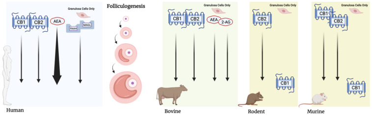 Localization of the endocannabinoid system within ovarian follicles of several mammalian species. CB1 and CB2 are detected in human, bovine, and murine follicles throughout development. Detection of CB1 receptors in rodent specimens have been limited to the granulosa cells of Graafian follicles. CB1 receptors have been detected in the granulosa cells of Graafian follicles in mice. AEA levels in human follicles increase throughout folliculogenesis, peaking in Graafian follicles. Both AEA and 2-AG have been detected in granulosa cells of all follicles. MAGL and FAAH are detected in granulosa cells throughout folliculogenesis in humans.