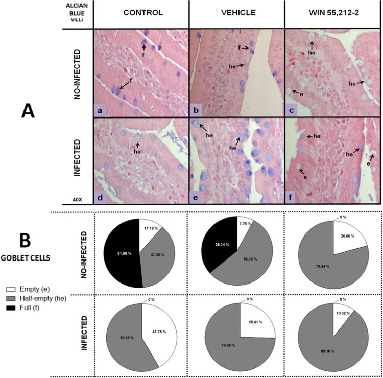 Goblet cells in villi of the duodenum. (A) Representative goblet cell images in the villi of the duodenum in control (a,d), vehicle (b,e) and WIN 55,212-2 (c, f) experimental groups, in either non-infected (a,b,c) or infected (d,e,f) groups. Goblet cells are stained blue. (B) Goblet cell quantification according to filling degree (e: empty, he: half-empty, f: full), with Alcian blue staining (40X). Data are expressed as mean percentage ± SD; n = 6 for each group.