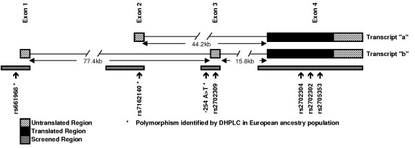 Illustration of the CHRM5 gene locus on chromosome 15q26. The two transcripts were defined from the cDNA sequences AB084282 (transcript CHRM5. a) and AK095198 (transcript CHRM5. b). Exons are shown as blocks along the genomic sequence. The intronic region has been abridged for the purposes of this illustration.