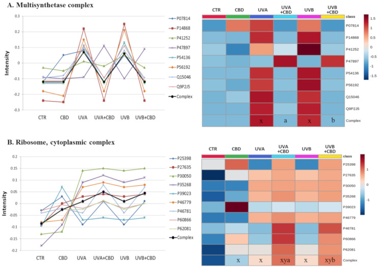 The point graph and heatmap showing the average intensity of proteins creating multisynthetase (A) and ribosome (B) complexes in keratinocytes following UVA (30 J/cm2) or UVB (60 mJ/cm2) radiation and treated with cannabidiol (CBD, 4 μM) in a three-dimensional culture model. Proteins IDs: P07814, glutamate/proline-tRNA ligase; P14868, aspartate-tRNA ligase; P41252, isoleucine-tRNA ligase; P47897, glutamine-tRNA ligase; P54136, arginine-tRNA ligase; P56192, methionine-tRNA ligase; Q15046, lysine-tRNA ligase; Q9P2J5, leucine-tRNA ligase; P62081, P46781, P25398, P60866, 40S ribosomal proteins S7, S9, S12, S20; P39023, P27635, P30050, P35268, P46779, 60S ribosomal protein L3, L10, L12, L22, L28. Statistical significances showed only for the whole complexes. x: statistically significant differences vs. non-treated cells, p < 0.05; y: statistically significant differences vs. CBD-treated cells, p < 0.05; a: statistically significant differences vs. UVA-irradiated cells, p < 0.05; b: statistically significant differences vs. UVB-irradiated cells, p < 0.05.