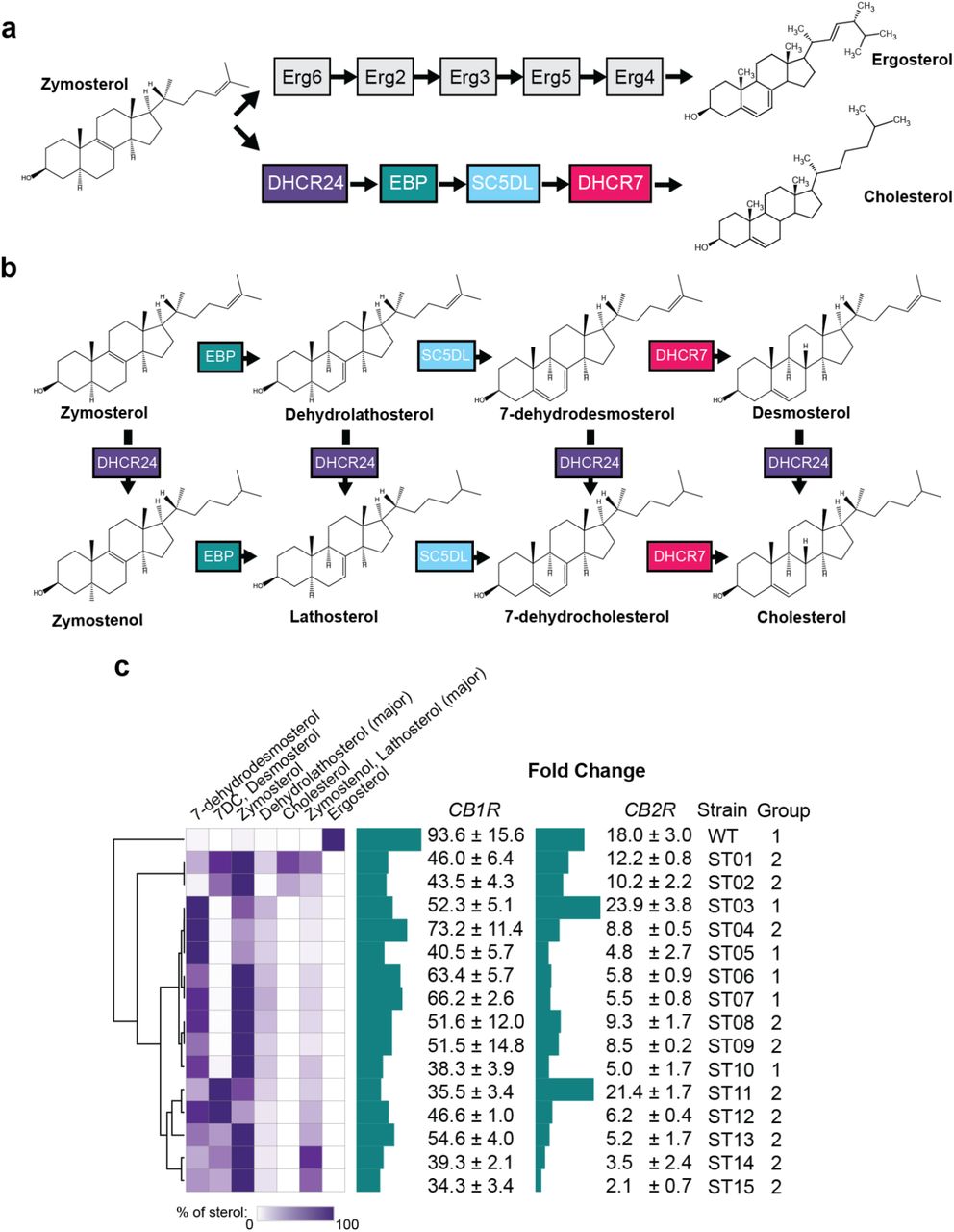 Optimization of sterol environments for CB1R and CB2R biosensors.(A) Comparison of ergosterol and cholesterol production pathways in yeast and humans, respectively, after the common intermediate zymosterol. (B) Cholesterol biosynthetic intermediates and the enzymes that act on them after zymosterol. (C) Fold change in signaling results for CB1R and CB2R in sterol-modified strains. Strains were engineered to produce cholesterol and\or cholesterol biosynthetic intermediates, and sterol content was measured using GC-MS in a previously published work reproduced here with permission. Dose responses were performed for both receptors in each strain, and fold changes of maximum signal over signal with 0 μM agonist were calculated. The agonist ACEA was used for CB1R, and AEA was used for CB2R. For all experiments, n=3. Nonlinear regression was fit as a 4-parameter logistic equation.