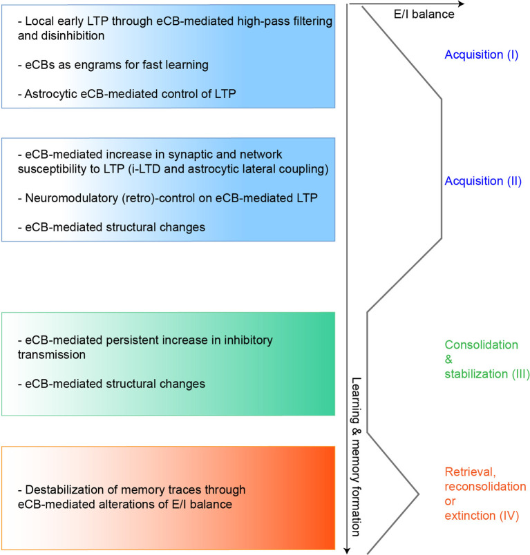 Hypothetical model of eCBs functions in regulating LTP during learning. We propose here a speculative model of eCBs contribution in controlling LTP expression and the excitation/inhibition (E/I) balance during the different learning stages, based on the mechanisms described in several in vitro and in vivo studies. During the initial phases of memory acquisition (I) eCBs could initially operate as high-pass filters, favoring LTP at strongly active synapses (Silva-Cruz et al., 2017). Also, eCBs-mediated disinhibitory mechanisms (such as DSI or i-LTD operating at different scales) could induce LTP at specific excitatory synapses and fine-tune the E/I balance during learning (Chevaleyre and Castillo, 2003; Xu et al., 2014; Busquets-Garcia et al., 2018). In parallel, eCBs, whose main modus operandi is on-demand biosynthesis and release, behave as highly sensitive and robust detectors of synaptic activity, allowing LTP induction even after a few jittered coincident activity patterns (Cui et al., 2015, 2018a). This feature may thus be used during fast learning and could contribute to episodic memory (Wang et al., 2016). Finally, eCBs can control the astrocytic-dependent release of co-factors necessary for LTP induction (Robin et al., 2018). In the later phases of memory acquisition (II), eCBs could increase the network susceptibility to synaptic modifications, near LTP induction focal points, with more or less spatial extent through heterosynaptic plasticity mechanisms (Chevaleyre and Castillo, 2003; Gómez-Gonzalo et al., 2015; Martín et al., 2015). Importantly, since eCBs can act as bimodal regulators of synaptic plasticity and interact with several neuromodulators, eCB-mediated LTP could also be switched back to normal, or turned to depression (Wang et al., 2014; Caballero-Florán et al., 2016; Xu et al., 2018), depending for instance on late behavioral outcomes, such as in reinforcement learning. During consolidation (III) eCB-mediated potentiation of inhibitory transmission and structural synaptic changes can stabilize acquired memory engrams (Monory et al., 2015; Ghosh et al., 2018; Hu et al., 2019). Finally, reactivation of memories (IV) especially emotional ones, increases eCB signaling, which can operate in feedback and control the lability of these memory traces by modifying the E/I balance (Li et al., 2008; Segev et al., 2018).