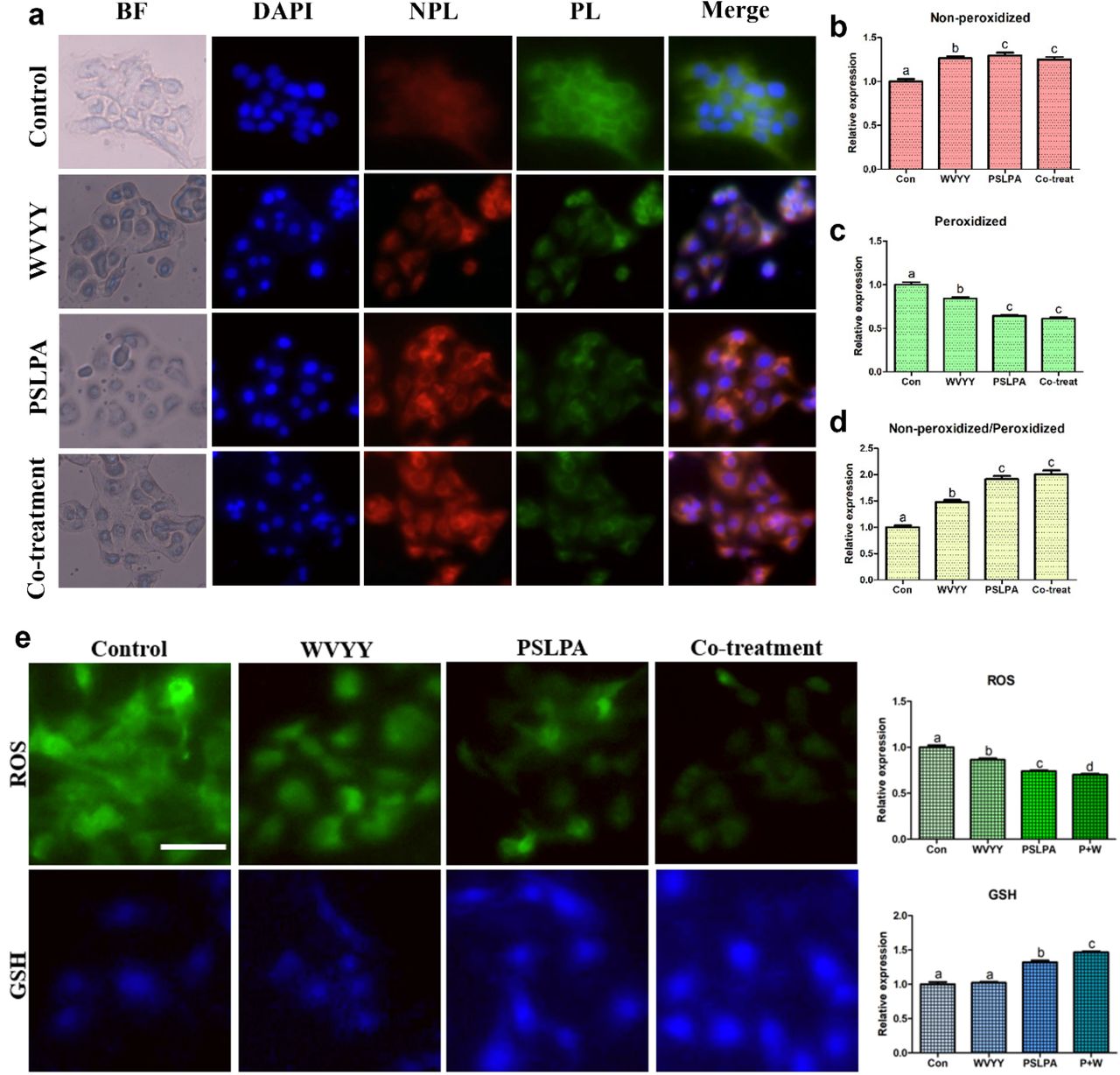 BODIPY staining for lipid peroxidation and ROS/GSH staining were conducted in keratinocytes following treatments with WVYY, PSLPA, and the co-treatment of both peptides. For non-peroxidized samples, excitation and emission wavelengths were in red, measuring 581/591 nm, while peroxidized samples exhibited green fluorescence, with excitation and emission at 488/510 nm. (a-c) The merged images of DAPI, non-peroxidized, and peroxidized samples were analyzed to confirm the extent of expression differences, presented as ratios for each. (d) Furthermore, keratinocytes were cultured, and ROS and GSH were stained separately to measure oxidative stress levels and GSH production rates (e). All significant differences were denoted with alphabetical letters (p < 0.05). The scale bar represents 50 μm. Con: Control; W: WVYY; P: PSLPA; Co-treatment: WVYY+PSLPA; BF: Bright field; ROS: Reactive oxygen species (ROS), GSH: Glutathione; NPL: Non-peroxidized; PL: Peroxidized.
