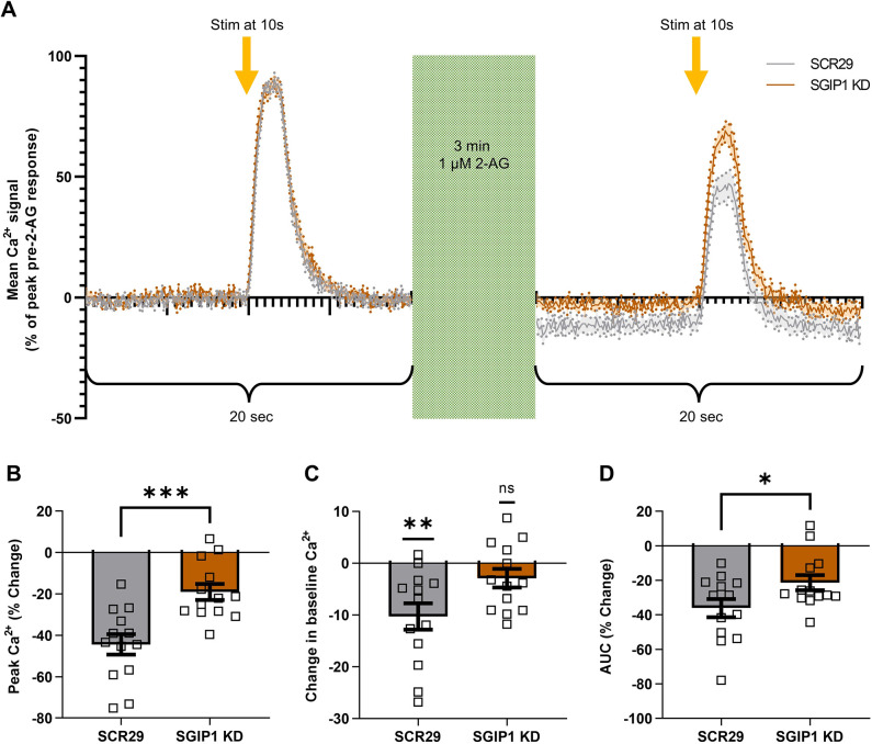 SGIP1 knockdown decreases CB1R-mediated inhibition of Ca2+ influx. (A) Average traces of presynaptic Ca2+ responses (measured using SyGCaMP3) to 20 APs at 20 Hz before (left) and after (right) 2-AG incubation (1 μM, 3 min). Data are normalised to basal levels (set to 0; calculated as average mean fluorescence during seconds 8–9) and expressed as a percentage of the peak response before 2-AG incubation. Solid line marks the mean; shading and dotted line indicate the s.e.m.; n=13 fields of view from eight independent neuronal cultures. Stim, field stimulation. (B–D) Quantification of data represented in A. (B) SGIP1-targeting shRNA (SGIP1 KD) significantly reduces the drop in peak Ca2+ levels after 2-AG application compared to the SCR29 control [SCR29 versus SGIP1 KD: mean±s.e.m., −45.45±4.92 versus −19.07±3.84; n=13 versus n=13; unpaired two-tailed t-test, t(24)=4.066, ***P=0.0004]. n=13 fields of view from eight independent neuronal cultures. (C) Application of 2-AG significantly reduces the baseline level of Ca2+ of SCR29-transfected control neurons but not of SGIP1 KD neurons. Difference between average mean fluorescence during seconds 8–9 before and after 2-AG application. SCR29 versus 0: mean±s.e.m., −10.29±2.55; n=13; t(12)=0.0017, **P=0.0017. SGIP1 KD versus 0: mean±s.e.m., −2.89±1.80; n=13; t(12)=1.607, P=0.134. Two-tailed one sample t-tests with theoretical mean=0 were used. n=13 fields of view from eight independent neuronal cultures. (D) SGIP1 KD significantly reduces the area under curve (AUC) of the Ca2+ signal after 2-AG application compared to SCR29 control [SCR29 versus SGIP1 KD: mean±s.e.m., −36.06±5.30 versus −21.36±4.38; n=13 versus n=13; unpaired two-tailed t-test, t(24)=2.139, *P=0.043). n=13 fields of view from eight independent neuronal cultures. The t statistics are shown with degrees of freedom indicated in parentheses. ns, not significant.
