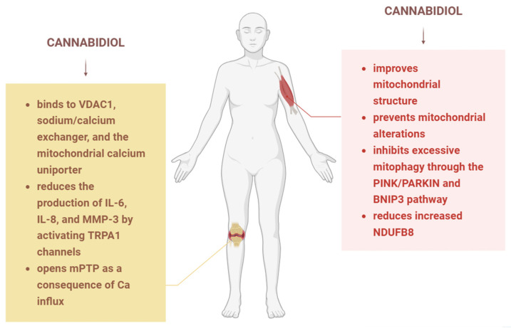 The effects of CBD in rheumatoid arthritis and myopathies. In rheumatoid arthritis models, CBD binds to the VDAC1 channel, the sodium–calcium exchanger and the mitochondrial calcium uniporter; it activates TRPA1 channels and consequently reduces the production of interleukins and MMP-3; it opens mPTP due to calcium influx. In miopathies, CBD prevents mitochondrial alterations and improves mitochondrial structure, inhibits excessive mitophagy and reduces the increased NDUFB8. IL—interleukin, MMP—matrix metalloproteinase, mPTP—mitochondrial permeability transition pore, TRPA1—transient receptor potential ankyrin, VDAC—Voltage-dependent anion channel. Image created with the help of BioRender.com.