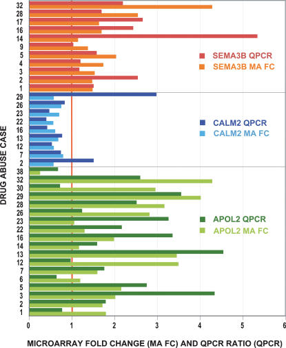 Validation of microarray data by quantitative PCR (QPCR).Three representatives of consistently changed functional groups (Table 3) were examined by QPCR: calmodulin 2 (CALM2, blue bars), apolipoprotein 2 (APOL2, green bars), and semaphorin 3B (SEMA3B, orange bars). Numbers on the x-axis represents either the microarray-derived fold change (FC, lighter blue, green or orange bars) for each drug abuse case compared to the four best-matched control cases or the QPCR ratio (QPCR, darker blue, green or orange bars), while numbers on the y-axis represent the drug abuse case examined. QPCR validated 32/38 (84%) of the microarray data, which was performed using separate sets of brain dissections and RNA extractions from each drug abuse case and the four individual best-matched controls.