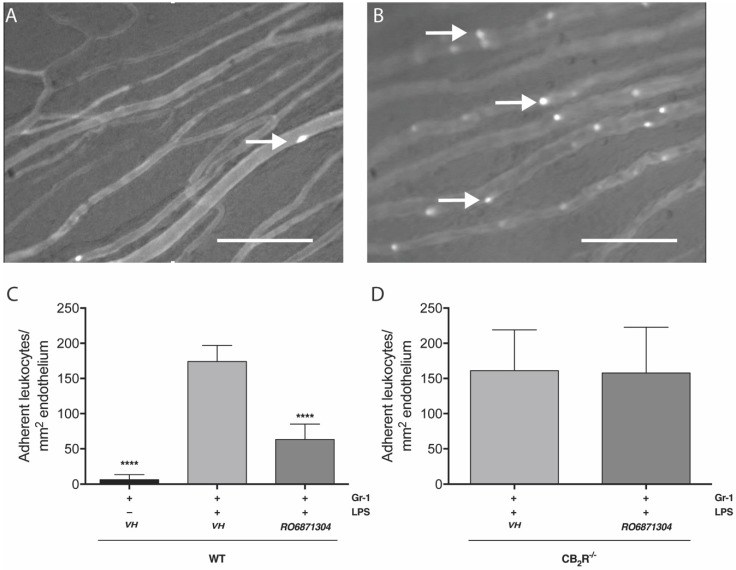 CB2R activation in neutrophil-depleted EIU mice with accompanying leukocyte adoptive transfer reduces leukocyte adhesion in the iridial microcirculation. Representative intravital microscopy (IVM) images of the iridial microcirculation of neutrophil-depleted mice showing the number of adoptively-transferred adherent leukocytes [calcein-acetoxymethyl ester (AM) pre-labeled] 6 h after intravitreal saline (A) or LPS (B). Arrows indicate adherent leukocytes. Scale bar = 100 μm. (C) bar graph represents the mean number of adoptively-transferred WT leukocytes adherent to the iris microcirculation 6 h after EIU induction with LPS injection or saline control in neutrophil-depleted WT mice treated topically with vehicle (Tocrisolve) or RO6871304 (1.5% w/v). n = 6-8; one-way ANOVA with Dunnett; **** p < 0.0001 compared to LPS + vehicle. (D) bar graph represents the mean number of adoptively-transferred WT leukocytes adherent to the iris microcirculation 6 h after EIU in neutrophil-depleted CB2R-/- mice treated topically with vehicle (Tocrisolve) or RO6871304. n = 6–8; two-tailed unpaired t-test; **** p > 0.05 compared to LPS + vehicle.