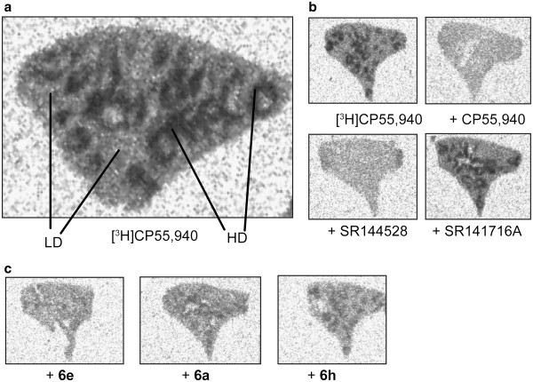 Autoradiogram of representative coronal sections of CD-1 mouse spleen tissue. (a) Incubated with 6 nM [3H]CP55,940. HD binding and LD binding represent the white and the red pulp, respectively (cf. text). (b) Incubation with 1 μM selective antagonists for CB2 (SR144528) and CB1 (SR141716A). (c) Compounds 6e, 6a and 6h compete at 1 μM with the binding of [3H]CP55,940 on CB2 in good agreement with the determined binding data: 6e >6a >6h.