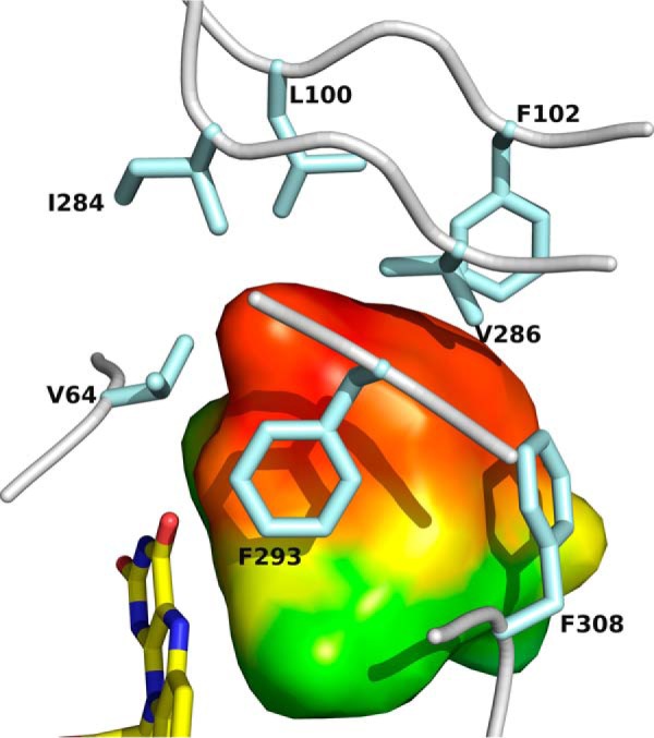 Close-up view of the active site cavity in the vicinity of the pyrimidine ring of the flavin cofactor. The cavity volume is depicted as a surface representation colored by hydrophobicity (red, hydrophobic; green, hydrophilic). Cavity points were calculated and annotated using the program CASoX (G. Steinkellner, unpublished data). The FAD cofactor and the side chains lining this part of the active site cavity are shown as sticks (29).