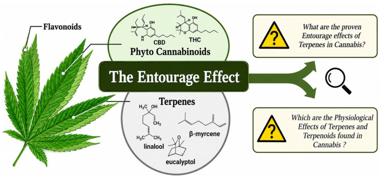 The entourage effect [95].