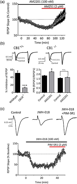 AM2201 and JWH‐018 act via CB1 receptors to inhibit glutamate release. (a) Time course of AM2201 (100 nM) and reversal by the CB1 antagonist/inverse agonist AM251 (n = 4). (b) Representative traces demonstrating the effects of AM2201 (200 nM) in slices from a wildtype (CB1+/+) and knockout (CB1−/−) mouse. The summary demonstrates the significant difference (***P < 0.001, n = 6, two‐tailed unpaired t‐test) in the effects between wildtype and CB1−/− mice. In wildtype mice, AM2201 significantly enhanced the paired‐pulse ratio (*P < 0.05, two‐tailed paired t‐test), whereas this effect was absent in CB1−/− mice (P = 0.1302, two‐tailed paired t‐test). (c) Traces and mean time course (n = 3) demonstrating fEPSP inhibition by JWH‐018 (100 nM) and its reversal by PIMSR1 (2 μM). [Colour figure can be viewed at http://wileyonlinelibrary.com]