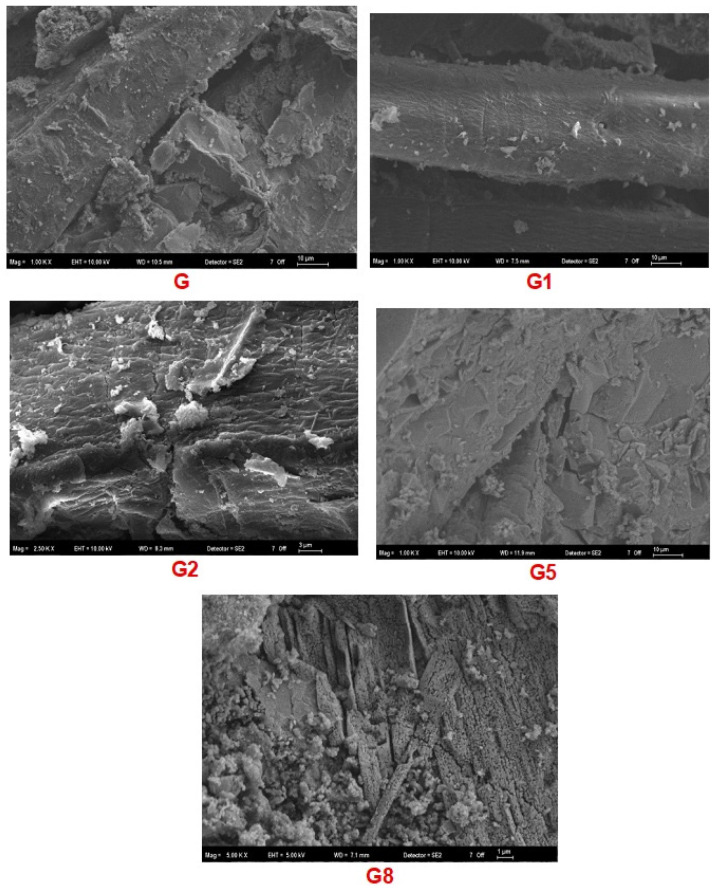SEM micrographs acquired in SE2 mode showing the interfacial morphology of: (G) Control, (G1) Hot-water pretreatment, (G2) Alkali pretreatment, (G5) Glass fiber reinforcement, and (G8) Hemp fiber reinforcement.