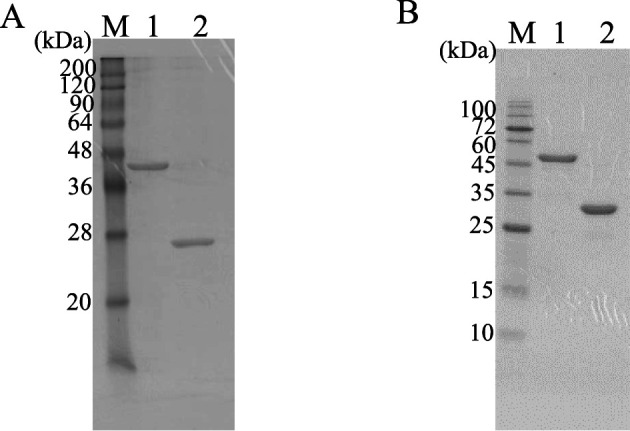 SDS-PAGE analysis of purified enzymes. The SDS-PAGE gel (15 %) was stained with Coomassie Brilliant Blue G-250. (A) lane M, markers; lane 1, AZR-CBD; lane 2, AZR. (B) lane M, markers; lane 1, CBD-GDH; lane 2, GDH.