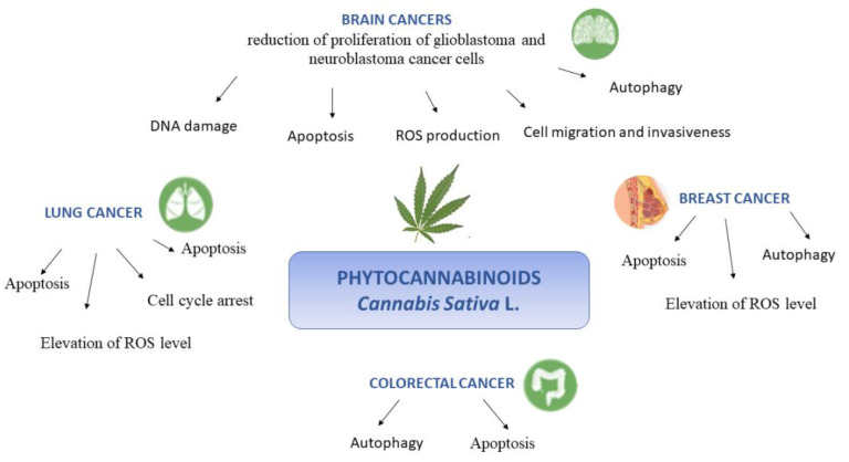 Schematic representation of the multiple molecular effects of phytocannabinoids from Cannabis Sativa L. against brain, lung, breast and colorectal cancer.